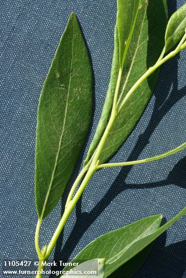 Salix lemmonii