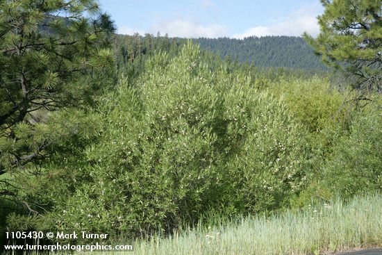 Salix boothii