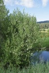 Booth's Willow