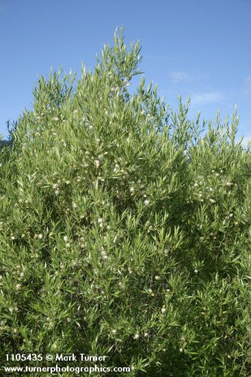 Salix boothii