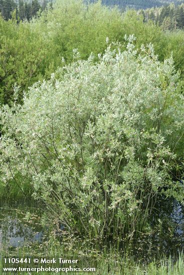 Salix geyeriana