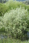Geyer Willow