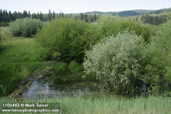 Salix monochroma; S. geyeriana; S. lemmonii