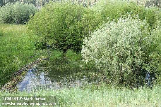 Salix monochroma; S. geyeriana; S. lemmonii