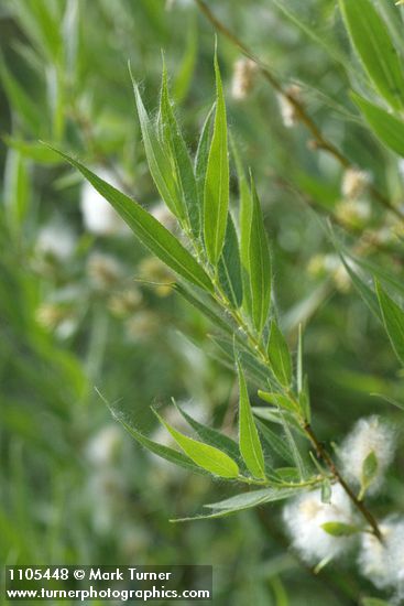 Salix boothii