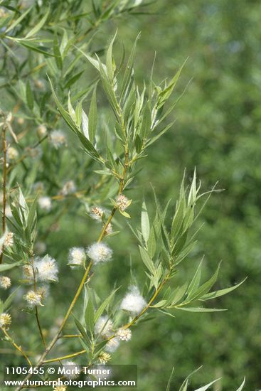 Salix boothii