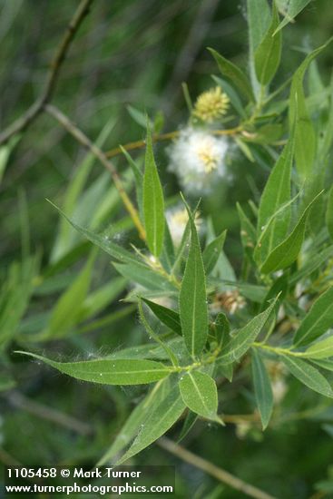 Salix boothii