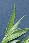Booth's Willow foliage detail