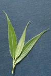 Booth's Willow foliage detail