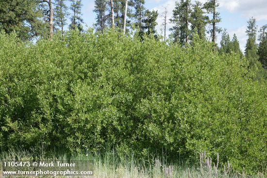 Salix monochroma