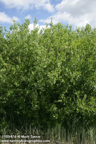 Salix monochroma