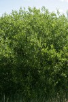 Onecolor Willow