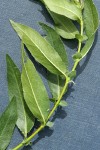 Onecolor Willow foliage & stipules detail