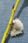 Onecolor Willow twig & mature male ament detail