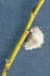 Onecolor Willow twig & mature male ament detail