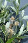 Geyer Willow mature female aments & foliage