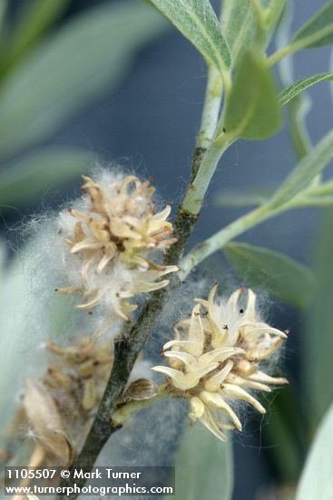 Salix geyeriana