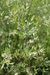 Geyer Willow foliage