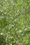 Geyer Willow foliage