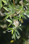 Geyer Willow foliage & mature female aments