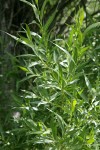 Greenleaf Willow foliage