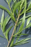 Greenleaf Willow twig & foliage detail