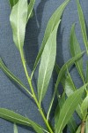 Greenleaf Willow foliage detail