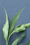 Greenleaf Willow foliage detail