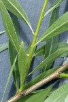 Greenleaf Willow new branch & foliage detail