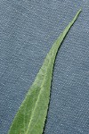 Greenleaf Willow foliage tip detail