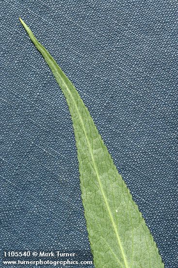 Salix lasiandra var. caudata