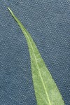 Greenleaf Willow foliage tip detail (underside)