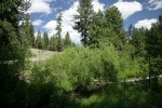 Lemmon's Willows along Peterson Creek w/ Ponderosa Pines bkgnd