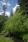 Lemmon's Willows along Peterson Creek