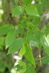 Onecolor Willow foliage