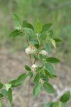 Onecolor Willow foliage & mature female aments