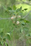 Onecolor Willow foliage & mature female aments