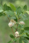 Onecolor Willow foliage & mature female aments detail