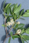 Onecolor Willow foliage & mature female aments detail