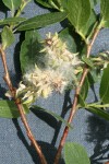 Onecolor Willow twig & mature female aments detail