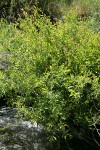 Onecolor Willow at edge of Bridge Creek