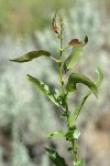 Onecolor Willow new foliage & stipules