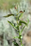 Onecolor Willow new foliage & stipules