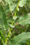 Onecolor Willow stipules detail