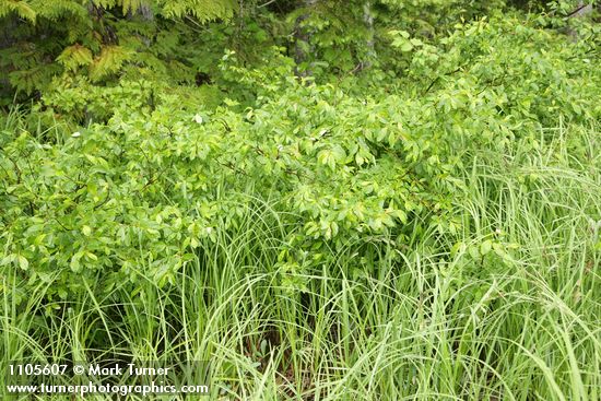 Salix planifolia