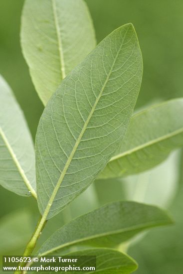 Salix planifolia