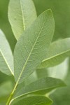 Diamondleaf Willow foliage underside detail