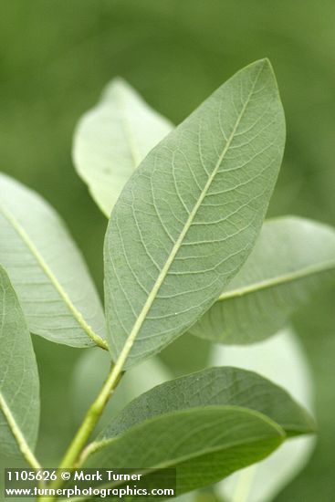 Salix planifolia