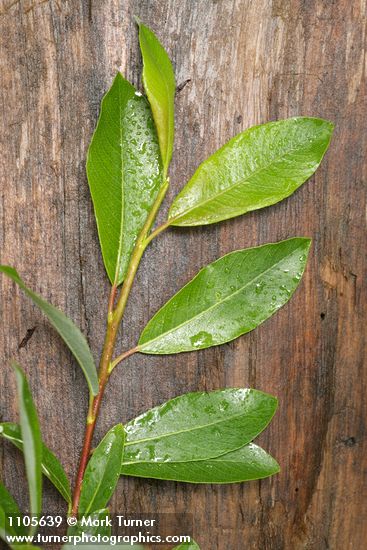 Salix planifolia