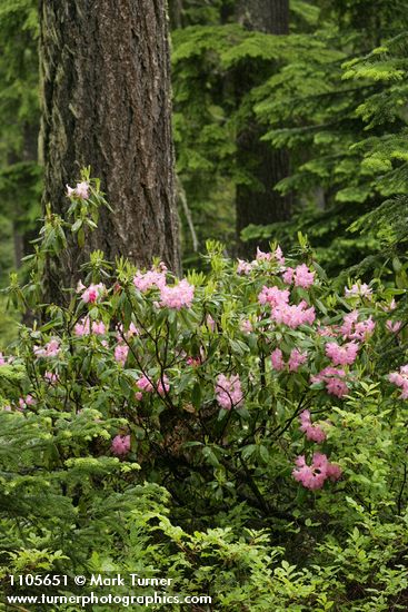 Rhododendron macrophyllum